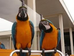 two hand raised blue and gold macaw parrots for adoption