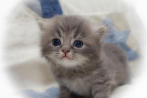 Available persian kittens for re-homing