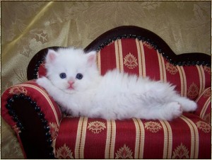 loovely persian kittens for rehoming