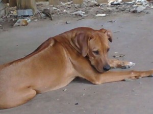 Taking Deposits on Rhodesian Ridgeback Pups