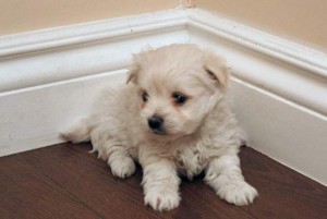 White Maltese Babies available for good home