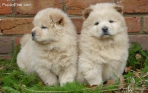 Two cute Chow Chow Puppies for Adoption
