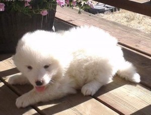 samoyed puppy for adoption
