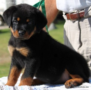 Potty Trained Rottweiler Puppies ready for good home