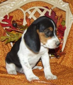 Adorable Beagle Puppies for Adoption