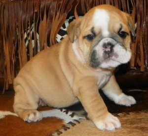 English Bulldog Puppies
