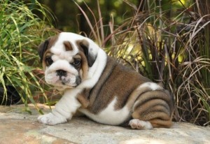 $300   ? ?Gorgeous ? ?English Bulldog Puppies Ready? ?