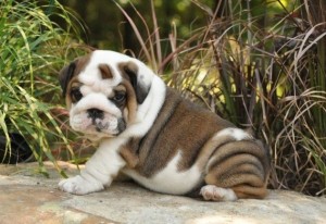 $300   ? ?Gorgeous ? ?English Bulldog Puppies Ready? ?