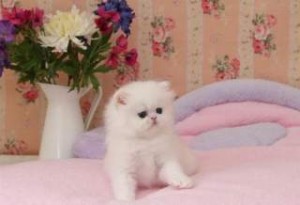 Charming Persian Kittens