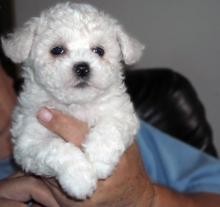 Male And Female Home Raise Bichon Frise Puppies