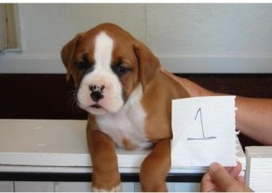 male and female Boxer puppies available