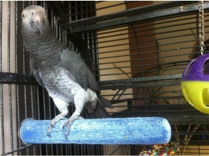 African grey parrot hand reared 3 yr old talks a real character