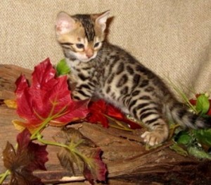 tica registered Bengal kittens available For Sale Now Ready To Go Home.