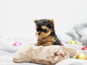 Nice T-Cup Yorkie puppies ready for a new home