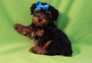 Male and Female Yorkie puppies for Available