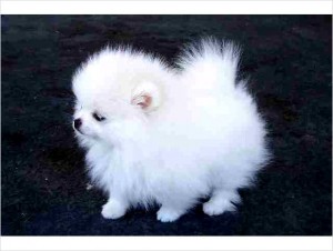 Affectionate Male And Female Pomeranian Puppies