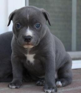 Good looking Pittbull puppies male and female13wks old.
