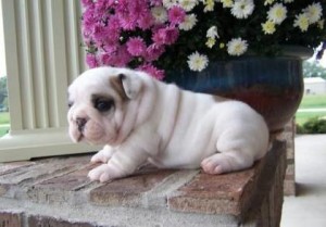 Cute AKC English Bulldog puppies for adoption