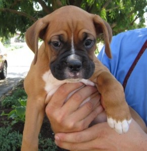 Hiya , Pure Brown and White Boxer Puppies for adoption . Please contact us with your Mobile Number