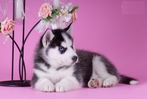 Awesome AKC Blue Eyes Siberian Husky pups (Champion Bloodlines)
