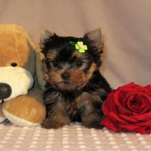 Healthy Yorkie puppies for adoption