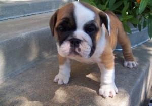 Akc Registered English Bulldog Pups For Sale