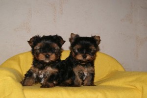 Prince and Princess Yorkies Available To Good Home