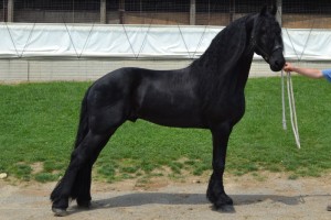 Gorgeous Friesian Horse.