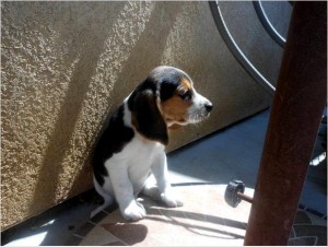 AKC registered beagle puppies