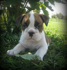 AKC Registered male and Female English Bulldog For Adoption