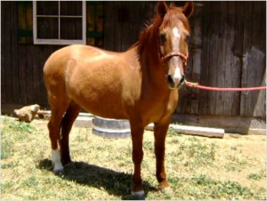 Best &quot;Buddy &quot;You'll Ever Have! 18 Yr old Mustang Gelding &quot;Buddy&quot;