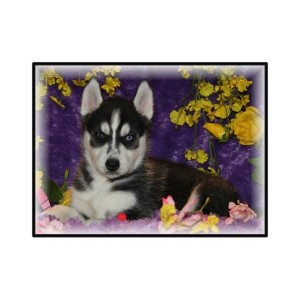 Two Siberian Husky Puppies for Adoption