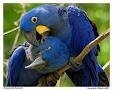 Hello, i have a male and female Macaw parrot which i will be selling out to any loving and caring homes. it will be given to yo