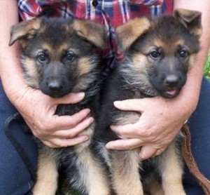 Adorable German Shepherd Puppies For Adoption
