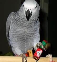 African Grey parrots and parrot For sale