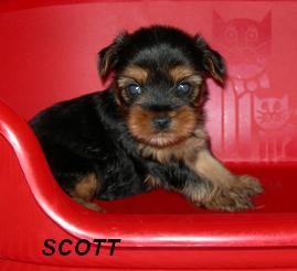 Teacup Yorki puppy