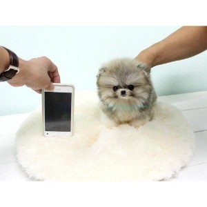 Poshfairytail Bear Face Bear MICRO TEACUP Pomeranian For Rehoming