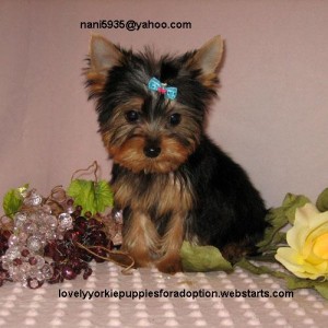 Teacup Yorkies puppies