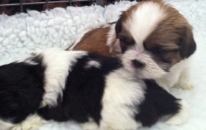 Shih Tzu Puppies