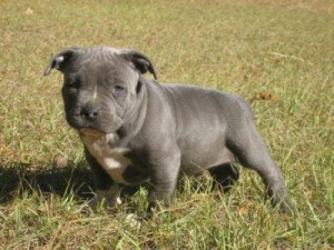 Staffordshire Bull Terrier Male and Female