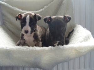 adorable staffy puppies