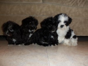 Very Cute Shih Tzu Puppies