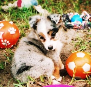 Small Australian Shepherds-Have the BEST