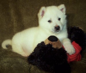 Beautiful Registered Alaskan Malamute Puppies