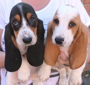 Basset Hound Pups
