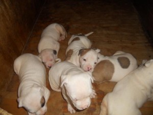American Bulldog Puppies