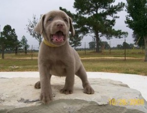 Labrador Retriever puppies for your home