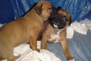 Boxer Puppy