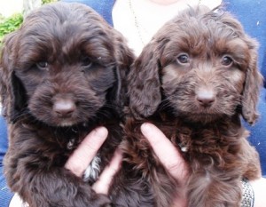 Chocolate Cockerpoo puppies, Both,