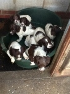 springer spaniel puppies
